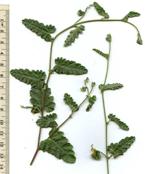  Tragia nepetifolia